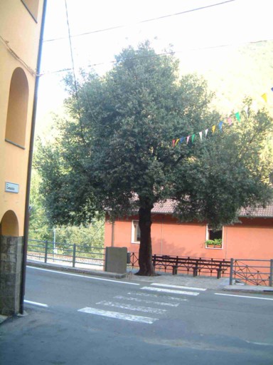  Image name: 11 leccio.jpg 
 width: 384 pixel 
 height: 512 pixel 
 Size: 58044 bytes 
 Click to enlarge 